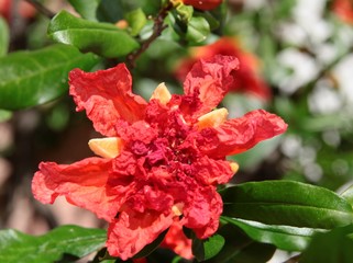 red flowers of oleander bush
