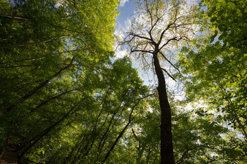 A view from below of some tall trees in spring against a blue sky