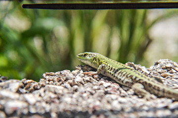 Green lizard walking on the wall