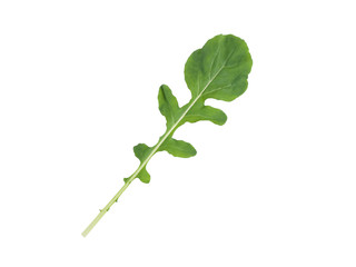 Fresh rucola, arugula, rocket lettuce leaf isolated on white background