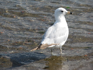 White seagull walking in the water with rocks