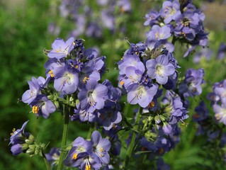 Fototapeta premium blue flowers of Polemonium caeruleum perennial plant