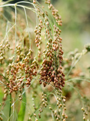 Golden millet growing in the field - Macro