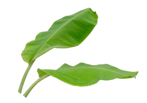 two banana leaf isolated on white background, File contains a clipping path.