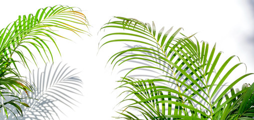 Naklejka premium palm leaves and shadows on a white wall