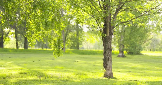 slow motion ash tree in sunny summer day in park