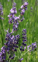 lila flower of lavender herb