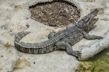 Close up freshwater crocodile on the floor cement