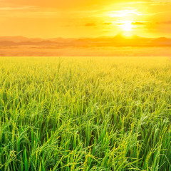 Obraz na płótnie Canvas Rice field in sunrise time for background.