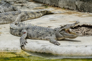 Close up freshwater crocodile on the floor cement