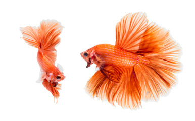 Orange fighting of two fish isolated on white background, siamese fighting fish, Betta fish. File contains a clipping path.