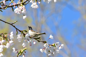 桜の枝で上を向くニュウナイスズメ