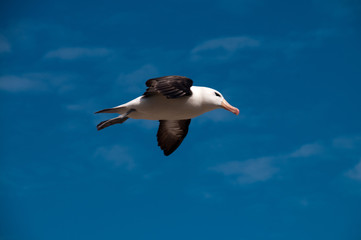 Black-Browed Albatross on Westpoint Island