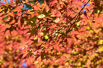 逆光の春もみじ