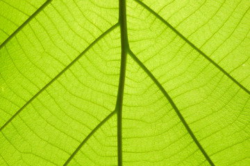 Green leaf texture background