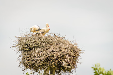 A couple of White Storks sit on a nest made on a utility pole