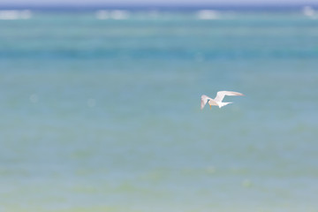 沖縄の海辺を飛ぶアジサシ