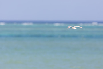 沖縄の海辺を飛ぶアジサシ