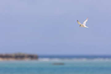 Fototapeta na wymiar 沖縄の海辺を飛ぶアジサシ