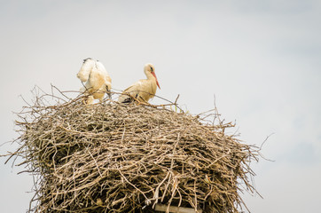 A couple of White Storks sit on a nest made on a utility pole