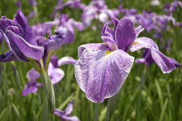 鳳凰冠という名の花菖蒲
