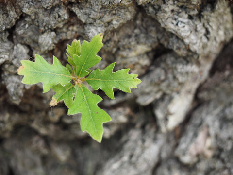 Young green sprout of oak on a background of gray-brown oak bark