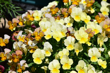 優しい雰囲気のパンジー