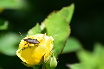 バラの蕾にカメムシ