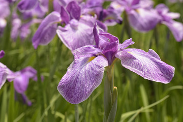 鳳凰冠という名の花菖蒲