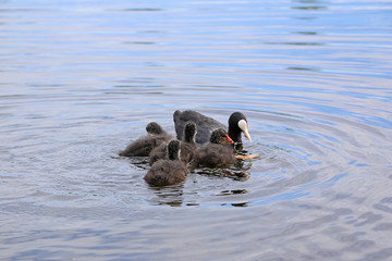 Eurasian Coot (Fulica atra) with a newborn chicks
