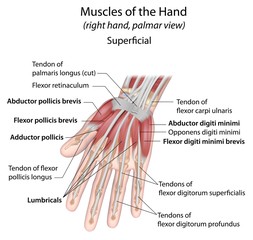 Hand muscles palmar aspect superficial labeled