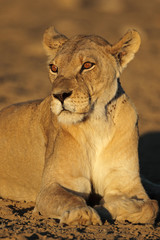 Portrait of an African lioness (Panthera leo), Kalahari desert, South Africa.
