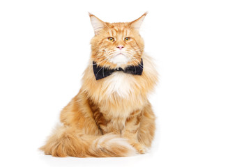 Beautiful maine coon cat with bow tie