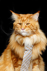 Beautiful maine coon cat with man tie