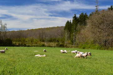 Troupeau en Aveyron