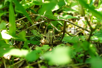 トノサマガエル　丹波あじさい寺　丹州観音寺