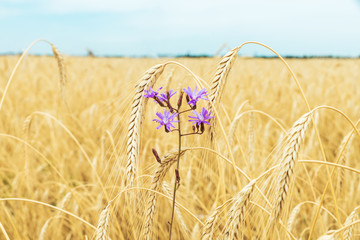 violet flower in golden field with crop
