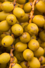 Fruits Date Tree on String