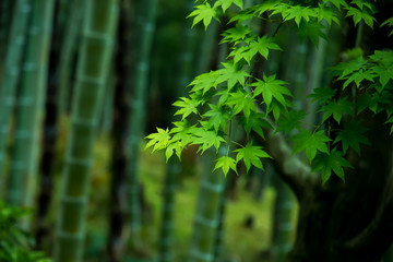 Green maple and bamboo