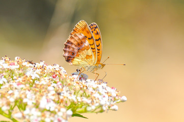 Brenthis daphne, Marbled Fritillary butterfly collecting nectar on wild flowers.  Butterfly on a Sambucus ebulus flowers