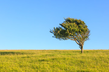 Fototapeta na wymiar A lone tree on the South Downs Way