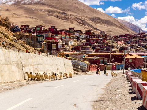 Tibetan women and the flock of long haired sheep walking on the street in Yarchen Gar Monastery