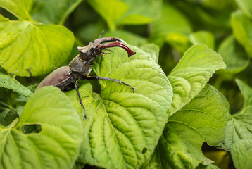 Big black beetle with horns