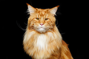 Beautiful maine coon cat