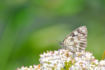Melanargia galathea. Marbled white butterfly in natural habitat.. Butterfly on a Sambucus ebulus flowers
