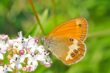 Coenonympha arcania, Pearly Heath collecting nectar from wild white flower. Butterfly on a Sambucus ebulus flowers