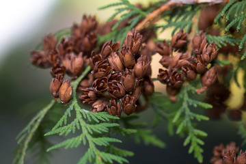 Evergreen branches with cones.