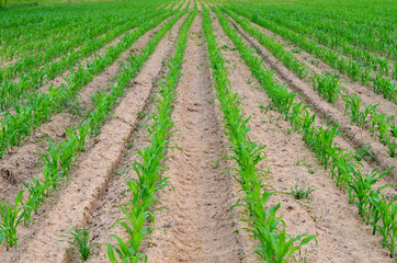 Fototapeta na wymiar Rows of young maize in the cornfield. Agriculture background