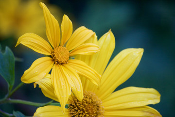 Obraz premium Closeup of Yellow Daisies