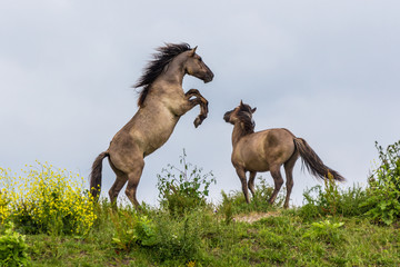 Wild konik horses fighting in the Oostvaardersplassen, reserve in the Netherlands